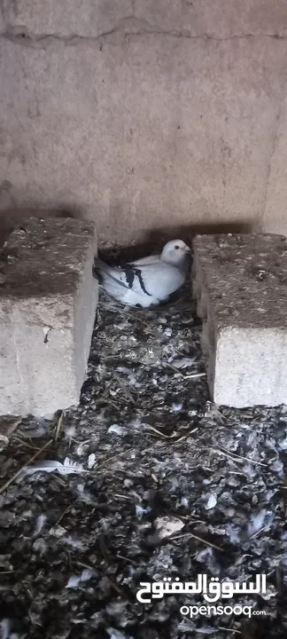 جواز حمام شغاله  للبيع  الكوم  17 حبه سعر الحبه دينارين من الاخر