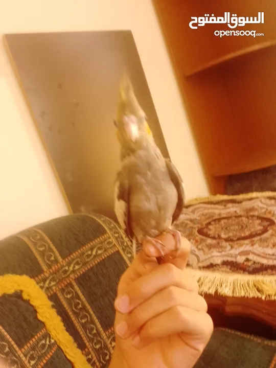 ببغاء كوكتيل اليف جدنننننن