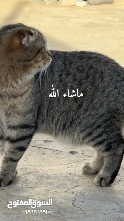 للبيع قطين سكوتش