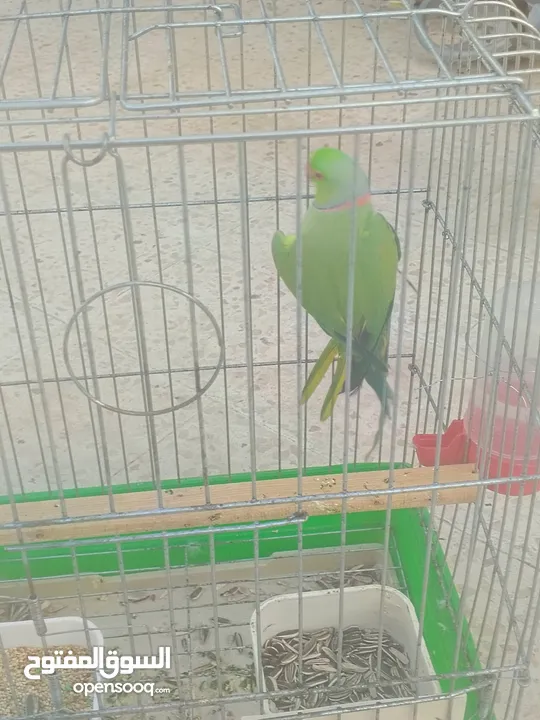 ببغاء دره هندي