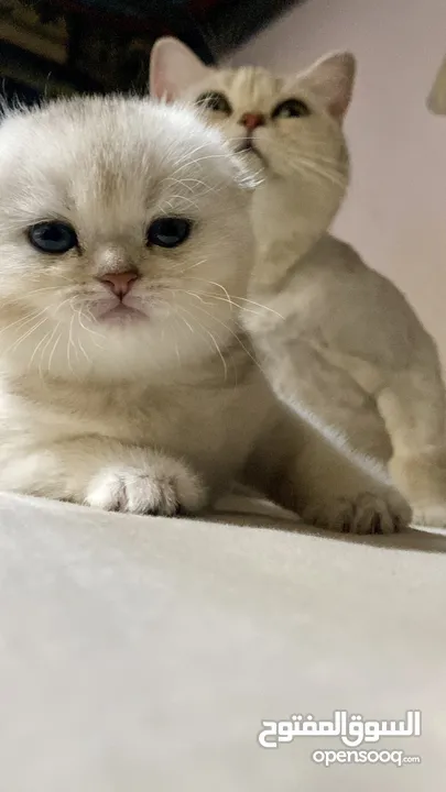 انثى سكوتش دبل فولد Cy11