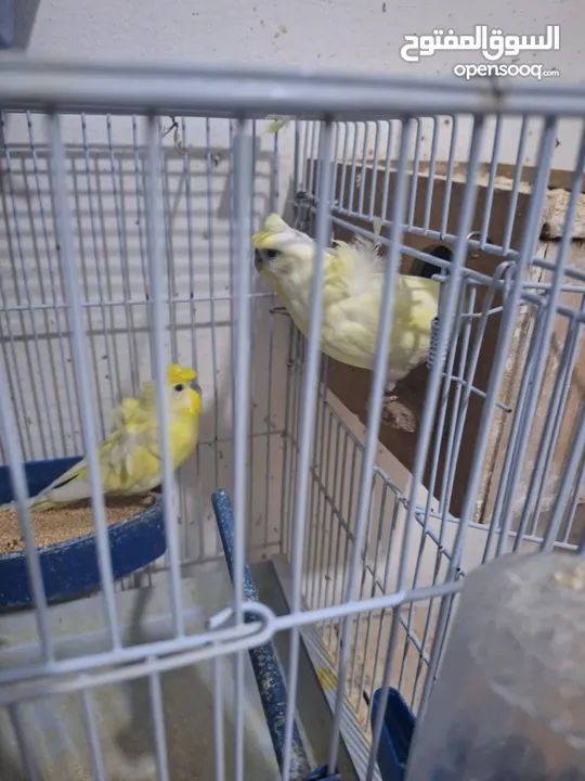 غرفة طيور حب هوغو وبردات انكليزي على هوغو للبيع بسعر حرق