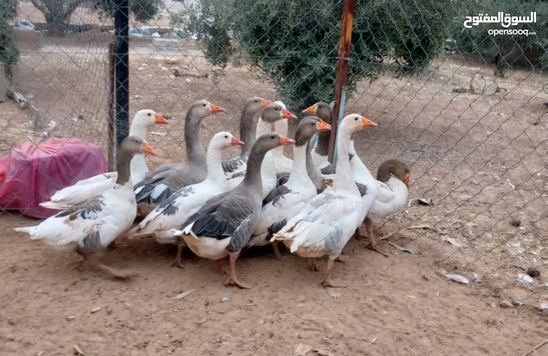 وز سوبر جامبو وجاج كوشن ومصوف