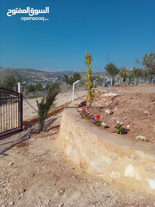 مزرعة للبيع من اراضي غرب عمان  منطقة البصة (ابو السوس ) للبيع بسعر مغري