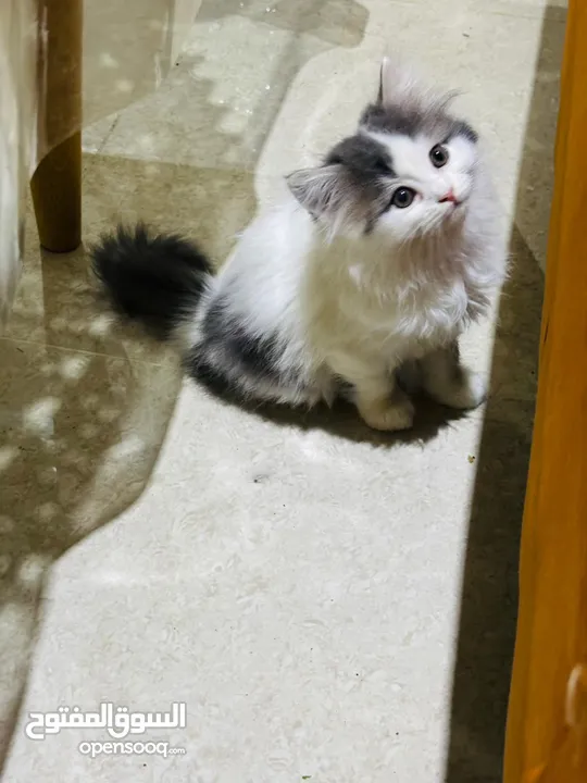 Cat Persian