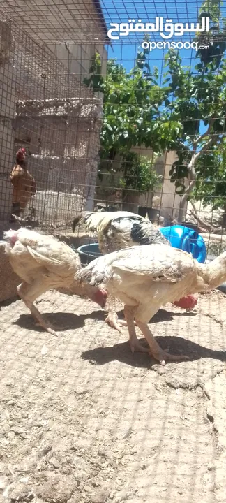 موجود دجاجتين فرنسيات وديك للبيع او للبدل على خمس دجاجات بلديات