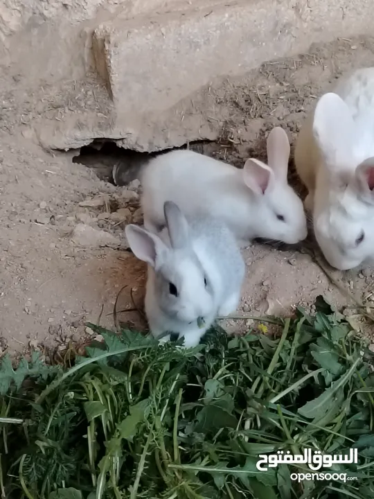 ارانب بلدي.. فرنسي..الذبح...جميع الوان والعمار وانثى وذكور...