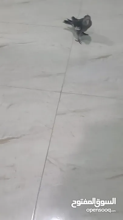 اليف ويسمع الكلام الطير الكوكتيل يفضل شراءه انهو ممتع