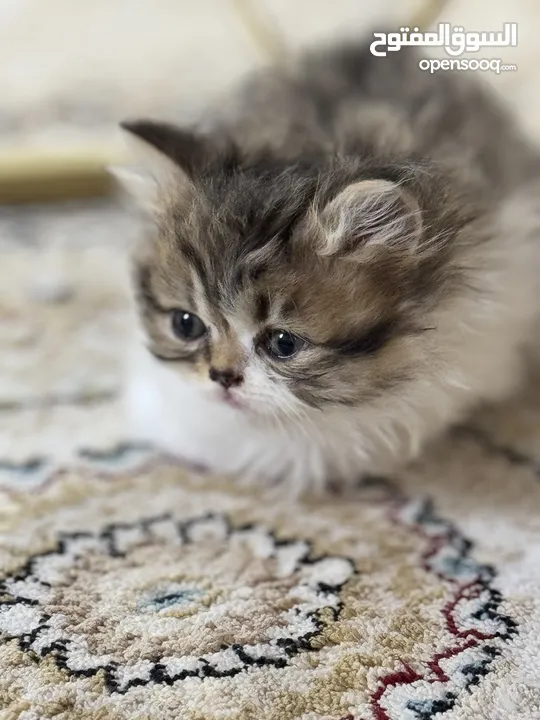 للبيع kittens Persian