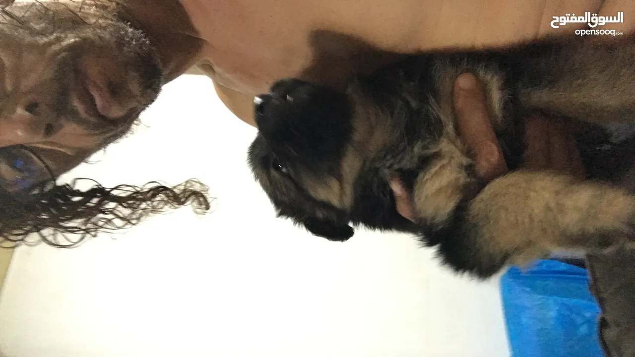 German shepherd female  puppy . 2 months old . Very healthy and clean .