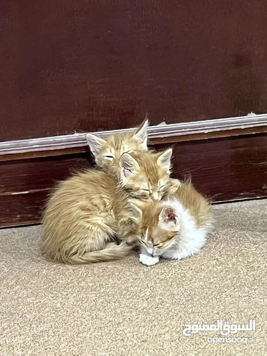 3 cute kittens (3-4 weeks old) for free adoption - ثلاث قطط صغار للتبني