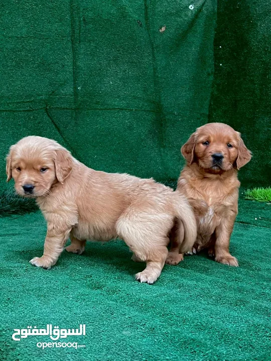 golden retriever puppies