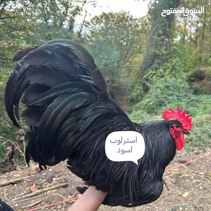 بيض وصوص من الانواع الي في الصور