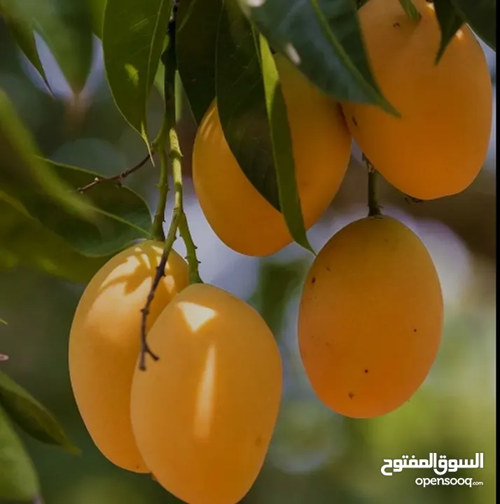 مشروع استيراد الفاكهة والخضروات