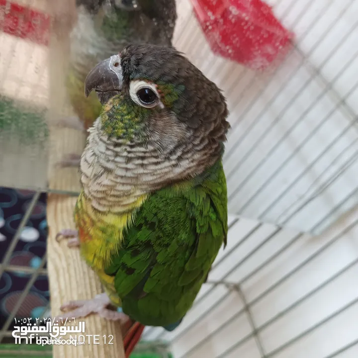 ببغاء جرين شك أليف