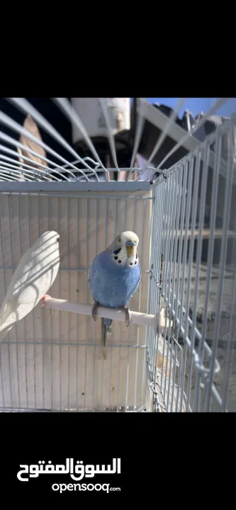 زوج طيور بادجي للبيع