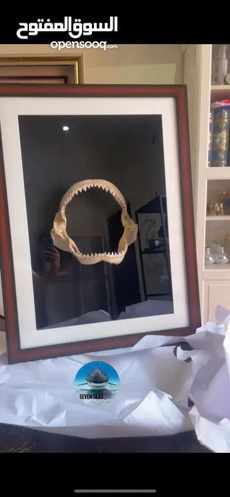 إطار فك المفترس .. القرش. حجم كبير  Jaws frame for sale. Shark
