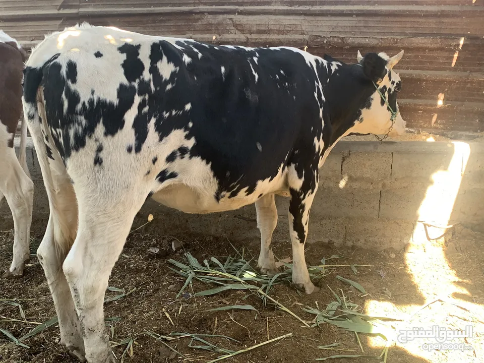 بجوره ثنين خشنات فارغات مال رباط او كصابه سمان 