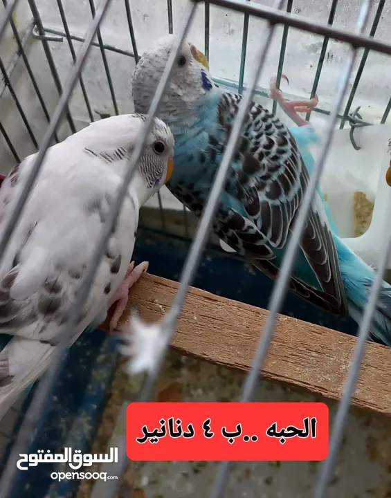 طيور حب بادجي عدد 6 ..العمر اكثر من 6 شهور.. العر 23 دينار انثى حب جاهزة فل الفل .. الحبة 5 دنانير