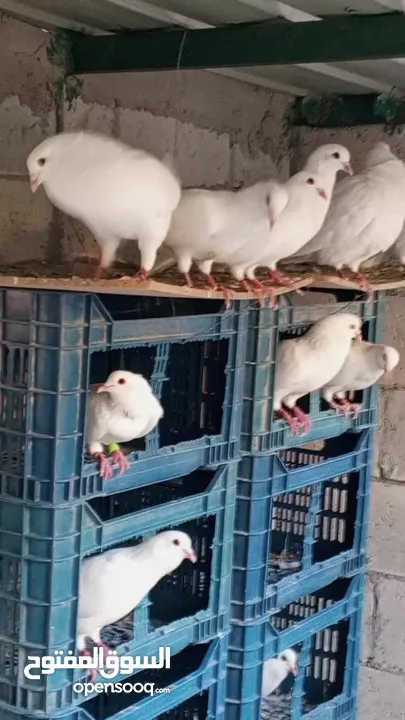 حمام فرنسي لاحم سوبر جامبو بيور  السلالة الفرنسية الاصلية