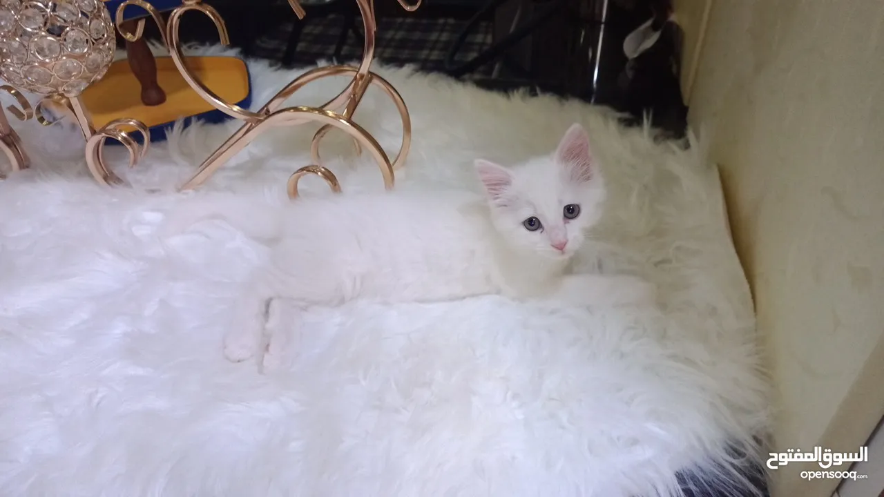 قطه ميكس صغيره بيضاء  Kitten ..............................................