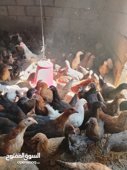 بسم الله مشاء الله متاح بفضل الله فراخ بلدي العمر شهرين صحه ونضافه بصلاه على النبي ماخذات مطاعيم نيو