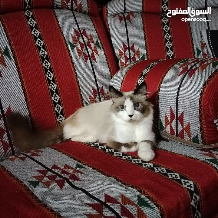 قطه رادغول للبيع