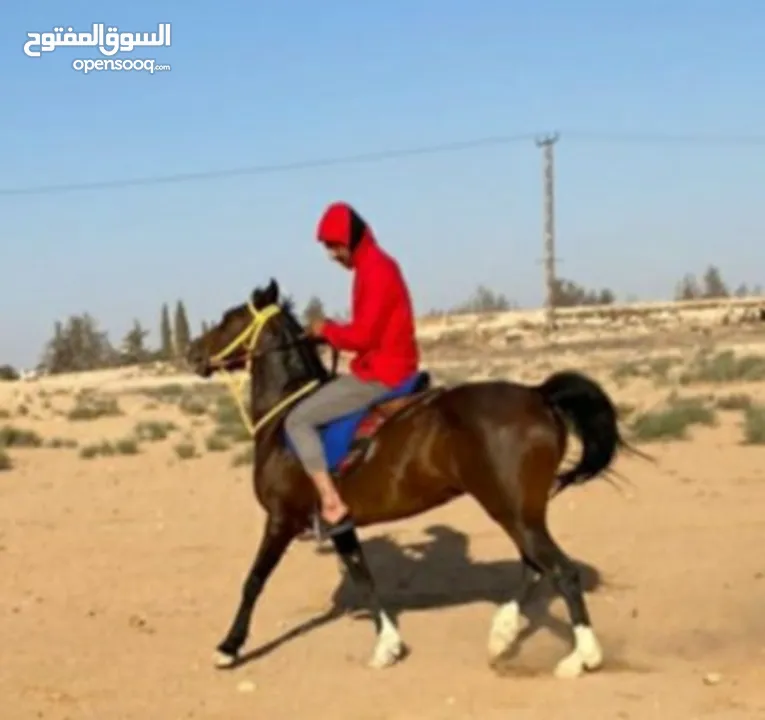 فرس عربيه بدون أوراق العمر 5سنين