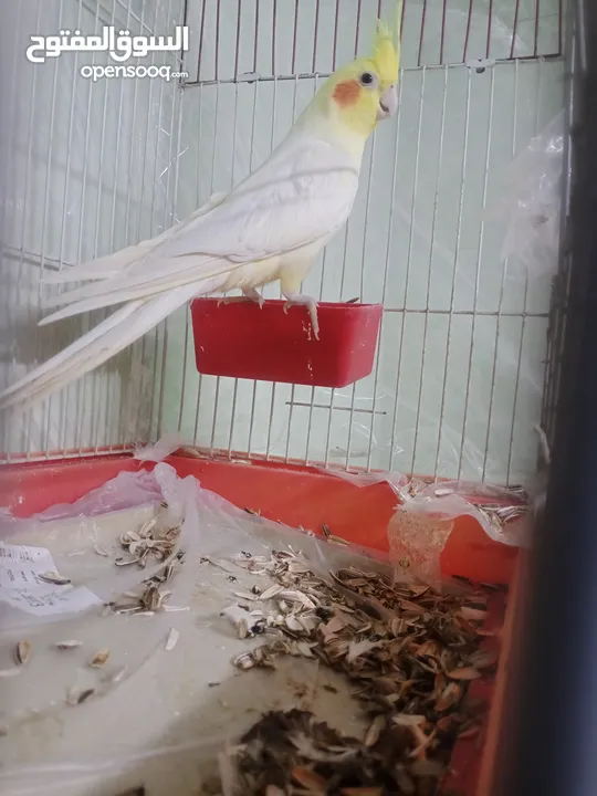 ذكر كوكتيل لاتينو ثوب كامل حجم جامبو عمر سنتين ونصف نصف أليف يصفر تصفيرات كتيرة جاهز للتزاوج