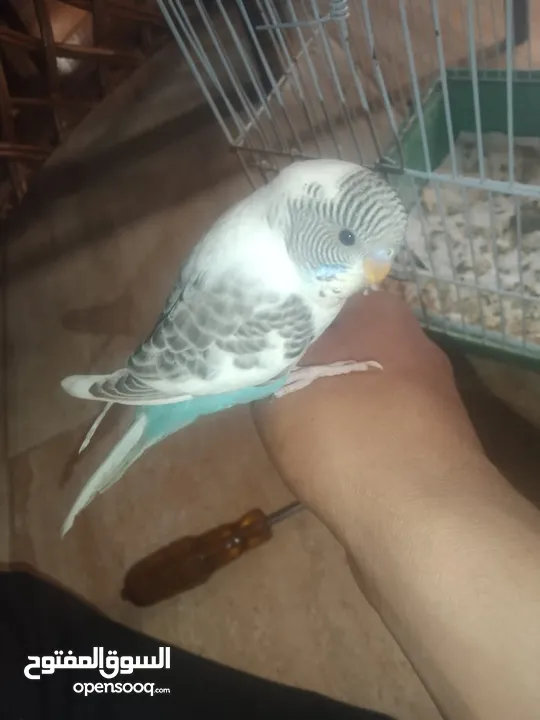 عصافير حب بادجي 2 مع القفص
