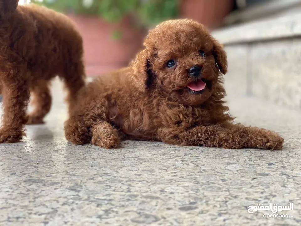 Toy Poodle Puppy