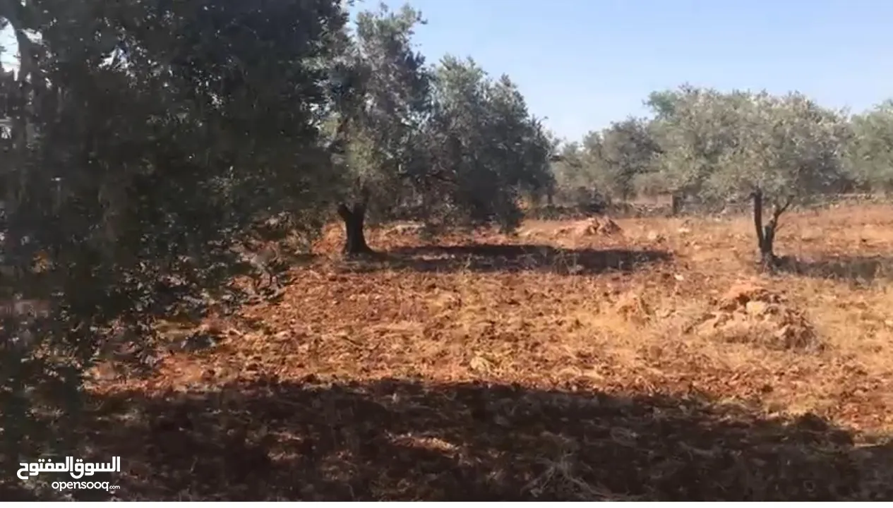 أرض مسطحة على رأس جبل مليئة بأشجار الزيتون تصنيف بي