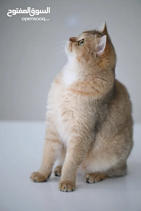 Pure British Shorthair Chinchilla for Adoption!