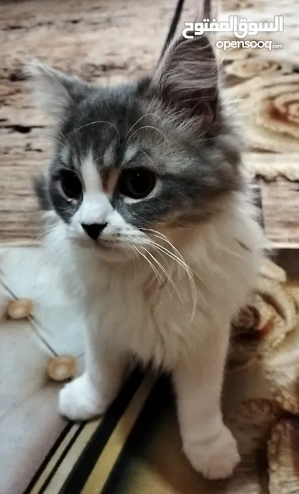 قطة للبيع عمر 3 اشهر