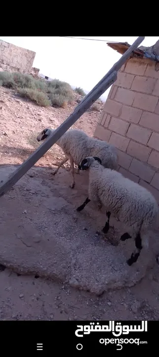 نعجه قبرصيه