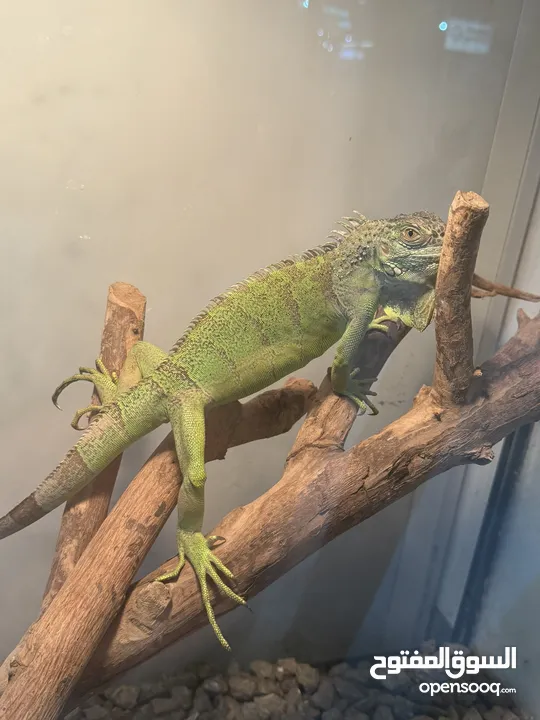 اغوانا الخضراء green iguana