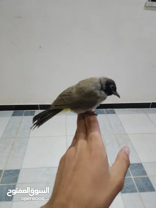 موجود جوز فراخ بلابل بلديه مثل العجينه نادي بيجيك طيران إلي بده فيديوه ببعثله