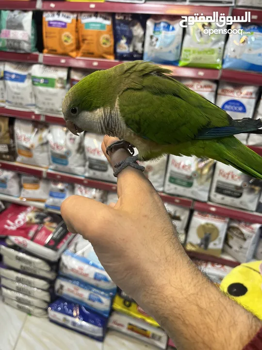 كويكر الراهب ببغاء أسطورة (طائر أوروبا المدلل) اليف متكلم هدد راقص لعوب متفاعل تابع الوصف