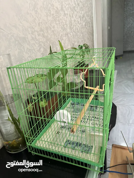 Birds Cage for Sale