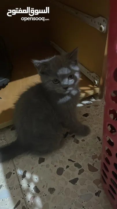 قطط منزلية جميلة للبيع – نظيفة وصحية Turkish Angora