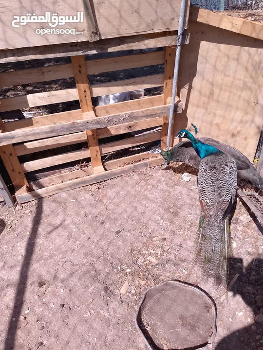 جوز طاووس هندي