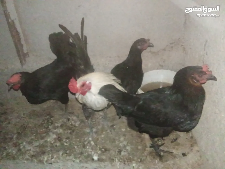 دجاج بلدي بياض للبيع