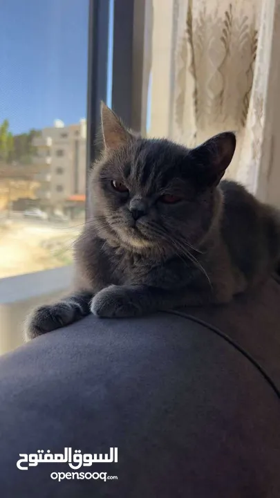 قط برتش ذكر بجنن واليف جدا للبيع