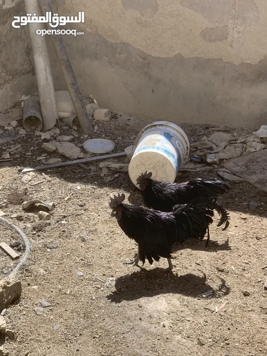ديوك لمبرجيني و صيصان صحة و نظافة  بلدي للبيع