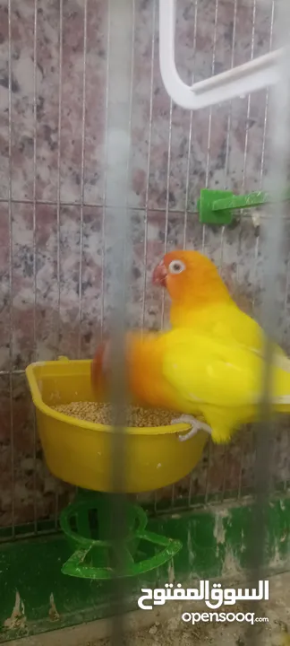 طيور روز وفشر وحب القراء الوصف تفاصيل اسعار حرق⁦ zzzzzzzzzzzzzzzzxxxxxxxxxxhbbbnnnbbbbbbbbbbbbbbbbbb