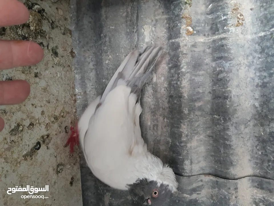 متاح  جواز  حمام الماني  كلو شغال جوز بلوني احمر تحته بيض وطيره مزهوراي حمره مع فرخها  وطيره مسوداي