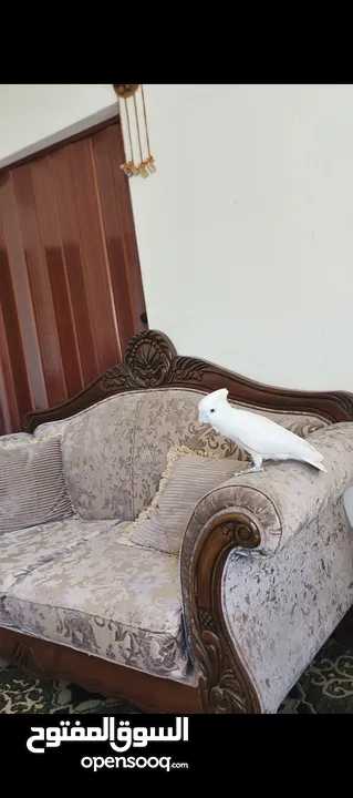 ببغاء كوكاتو جوفن اليف جدا جدا عجينه حجم سوبر جامبو ثوب كامل جناح كامل ولا ريشه ناقصه لعوب 24