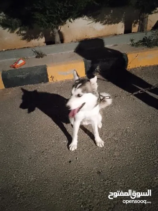 60 دينار اردني