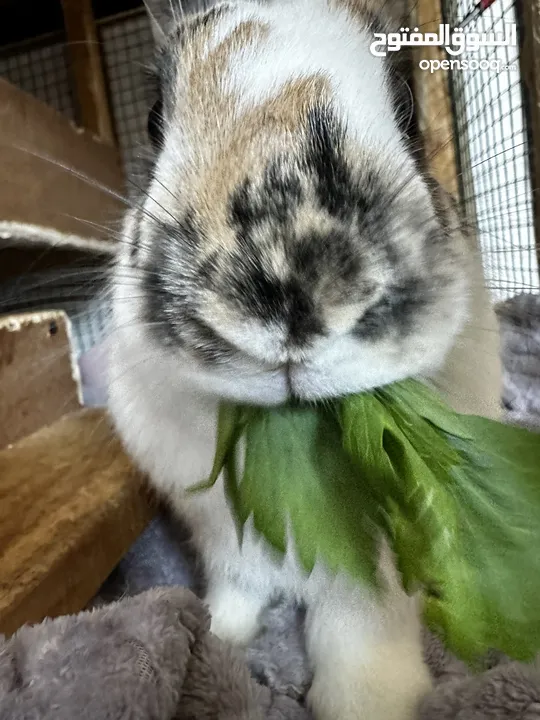 2 year old bunny named Roman