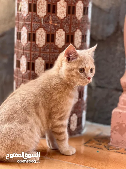 للبيع ثلاث قطط من فصائل مختلفه